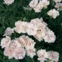 Seminte profesionale Dianthus hybrid - Garofite de gradina - imagine 49009